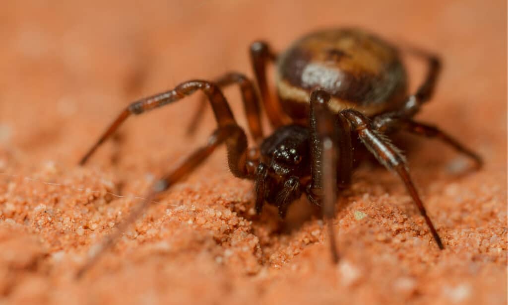 rabbit hutch spider