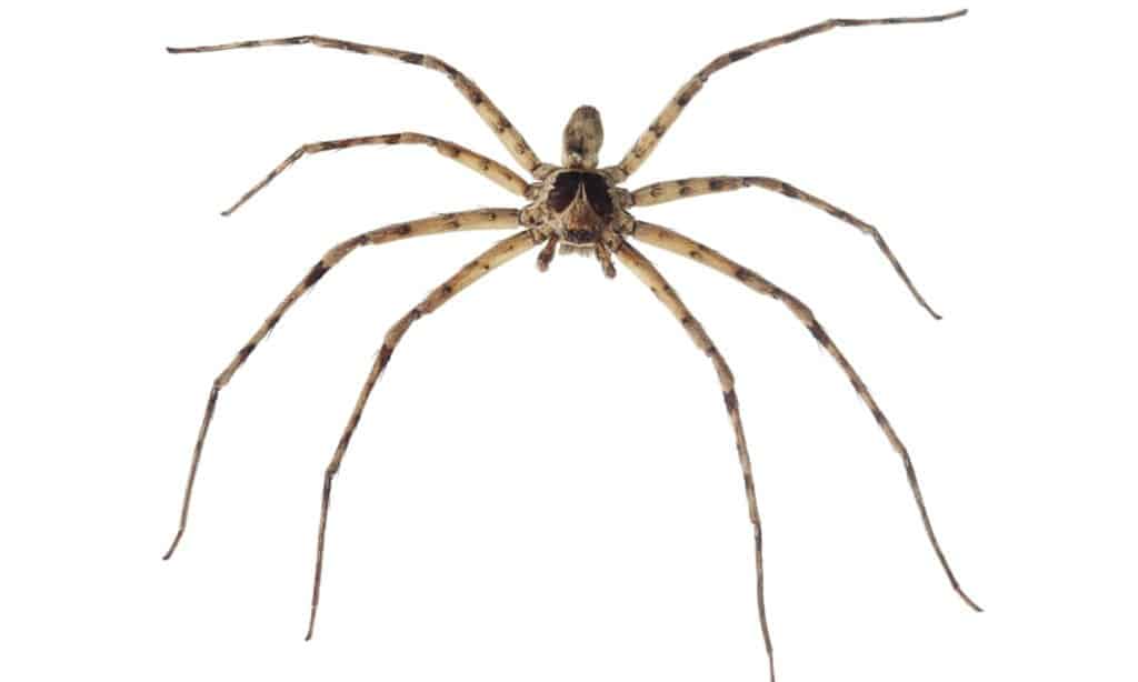Cane Spider - Isolated