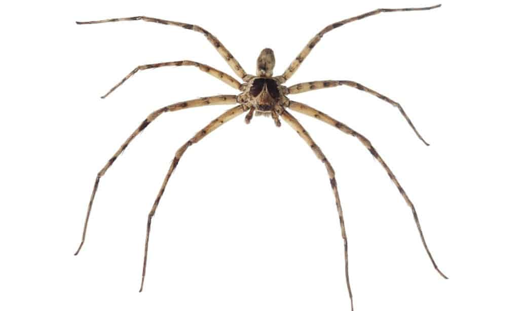 Discover 10 Spiders Found In Hawaii - A-Z Animals