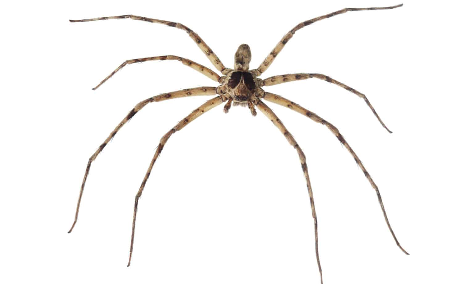 Cane Spiders in Hawaii: How Big are They? - AZ Animals