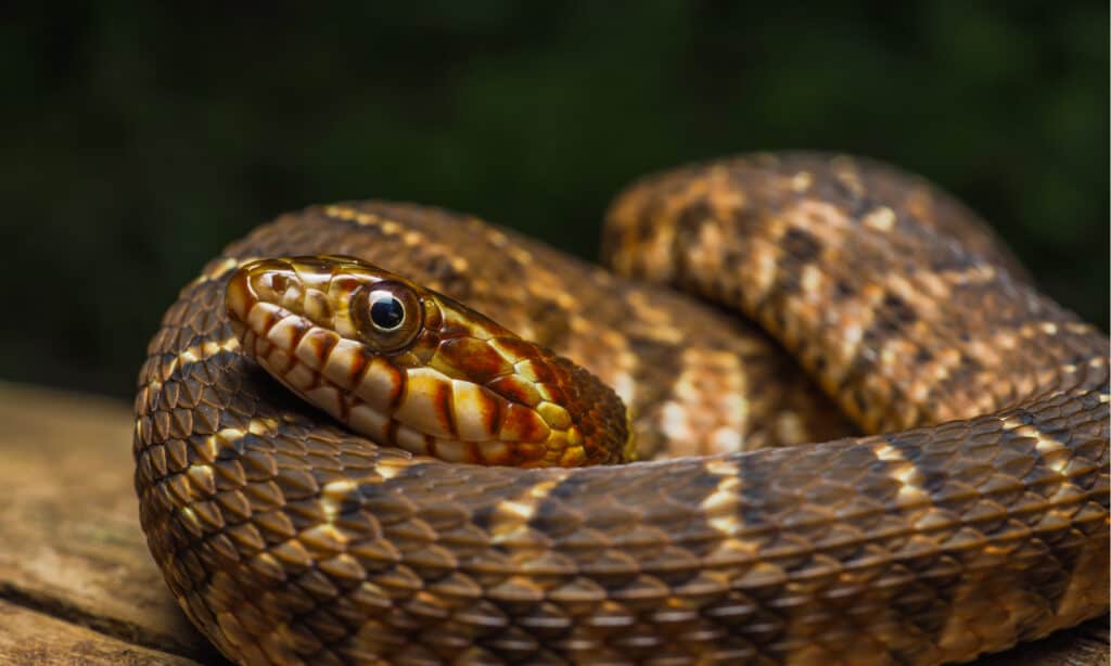Plain-bellied Watersnakes are common water snakes in North Carolina