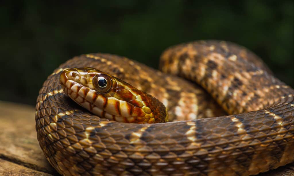 orange snakes in florida