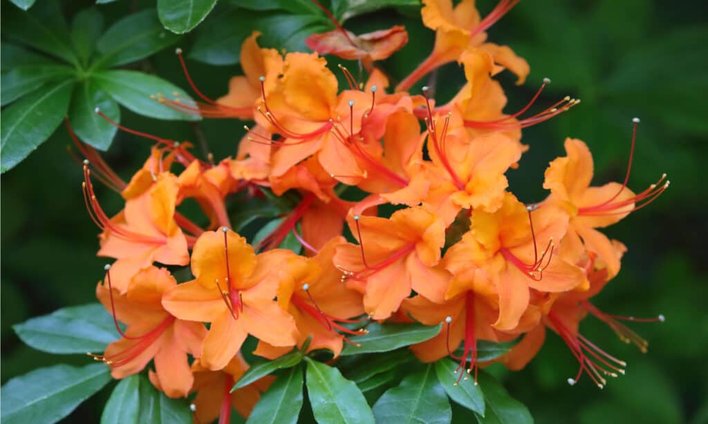 Rhododendron vs Azalea