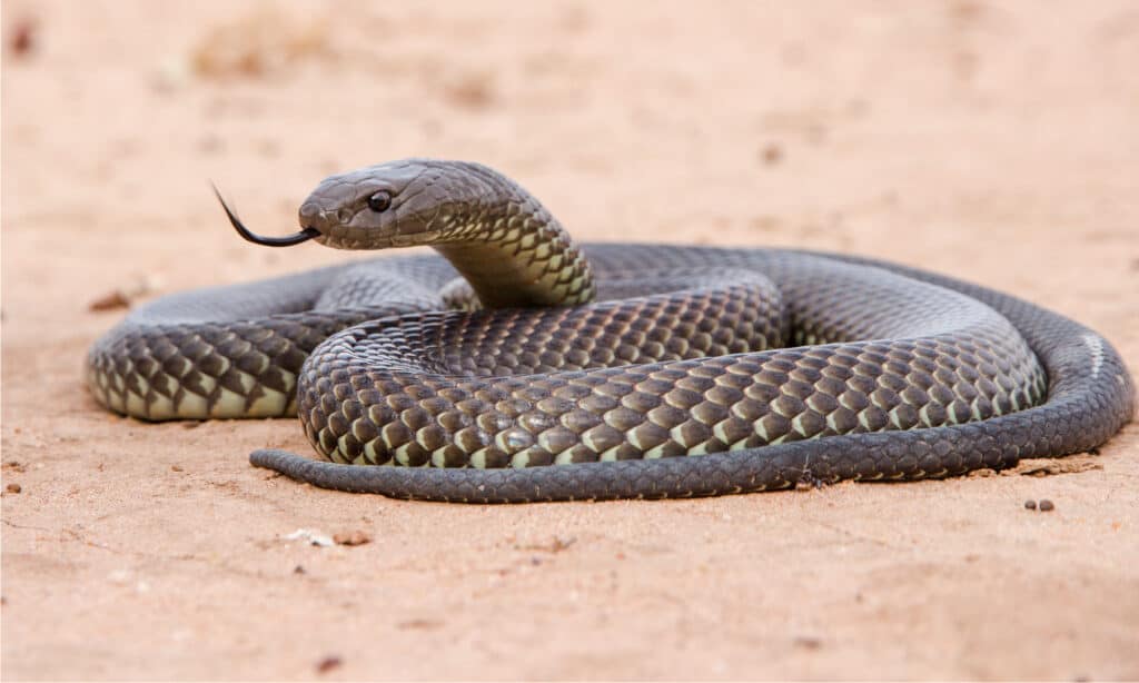 mulga snake