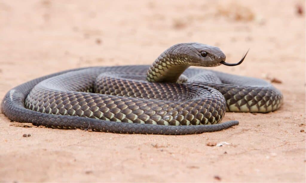 mulga snake