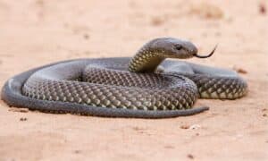 Mulga Snake photo