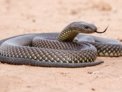 Mulga Snake Picture