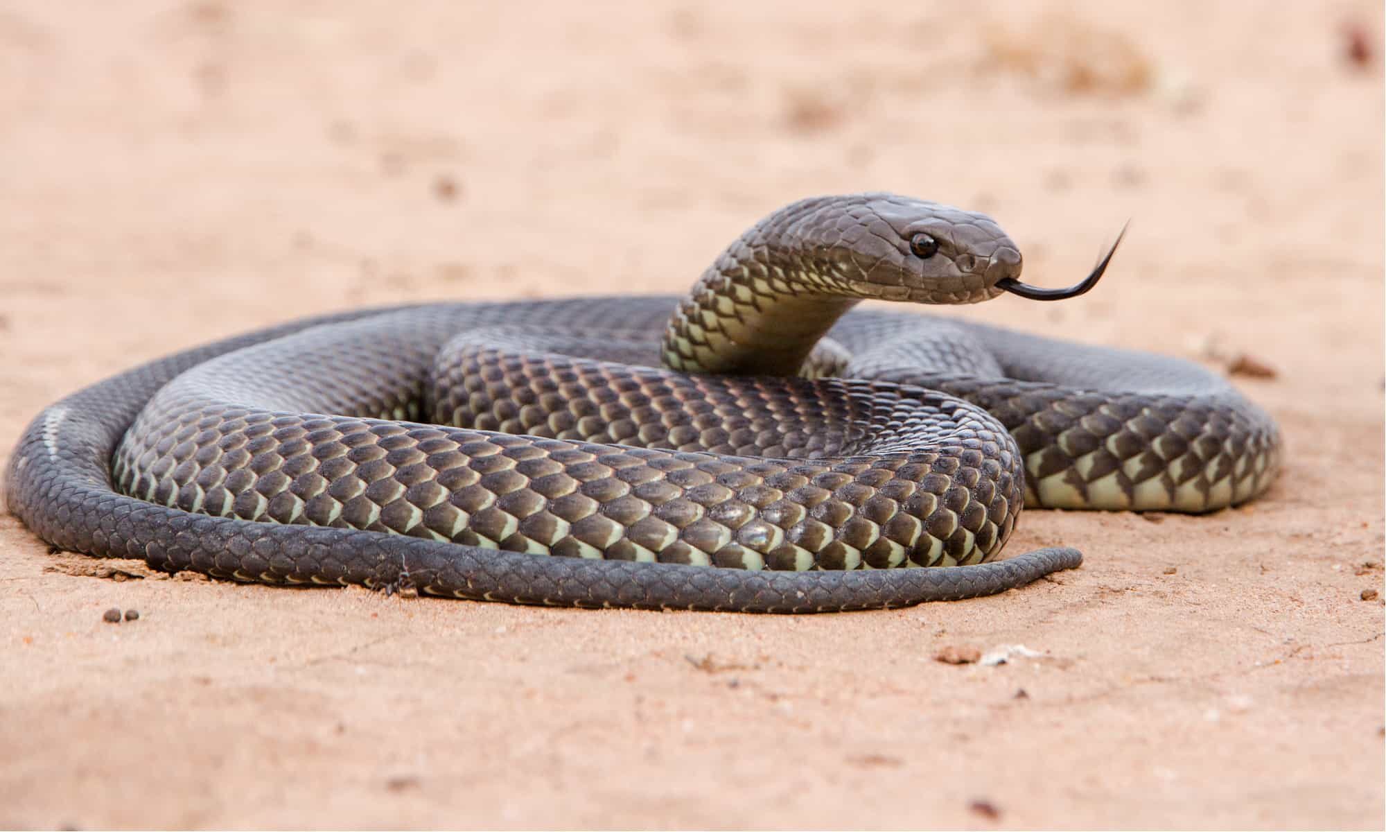 Mulga Snake Animal Facts | Pseudechis australis - AZ Animals
