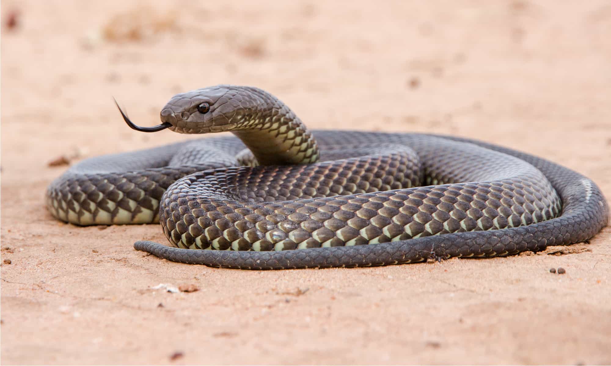 Ядовитые змеи Австралии фото