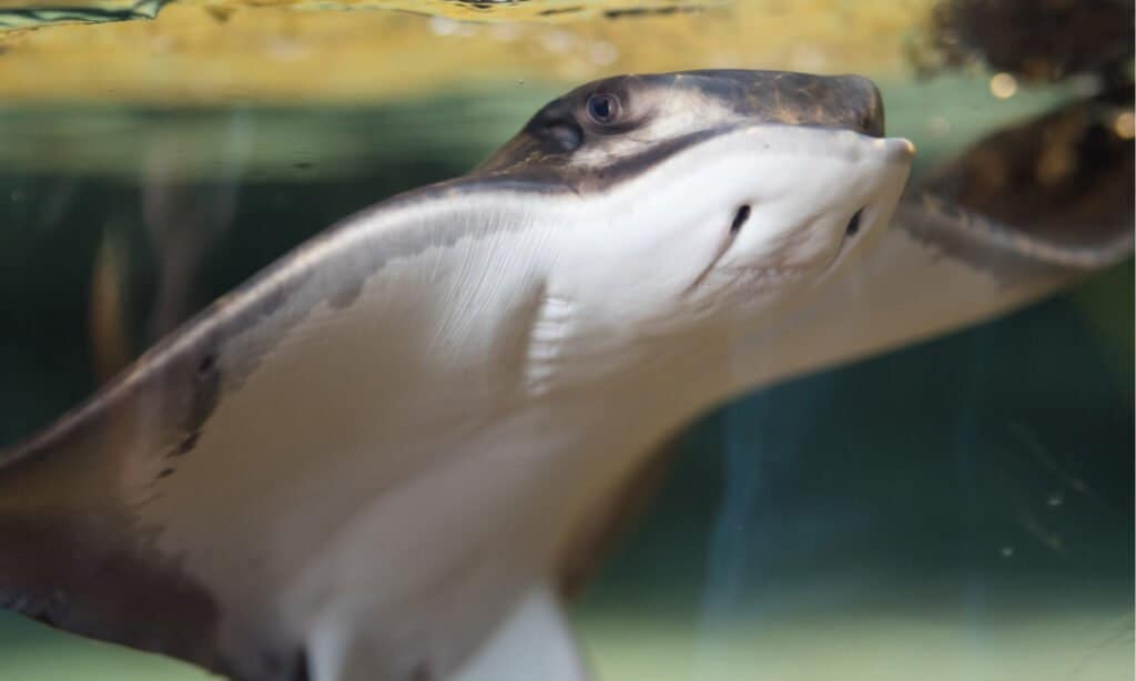 Bat ray in aquarium