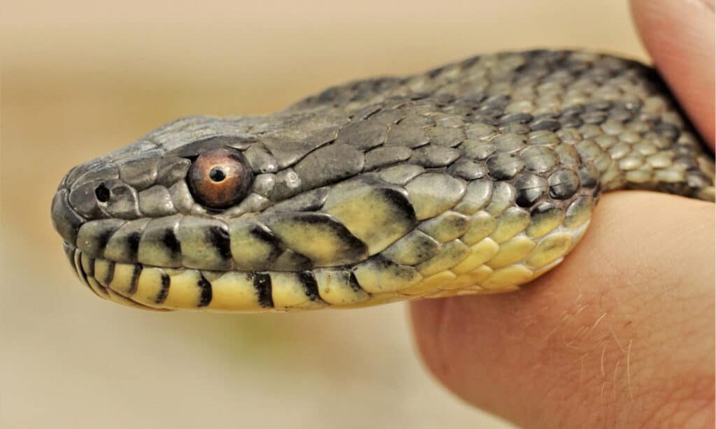 Diamondback water snake 