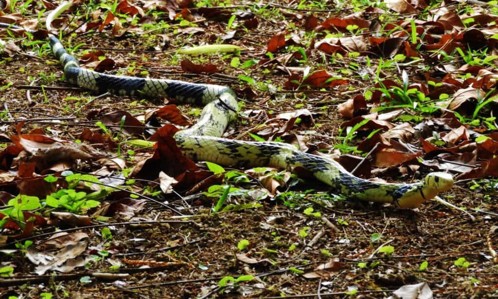 chicken snake