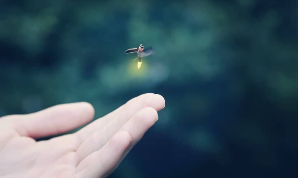 Firefly flying away from a child's hand,