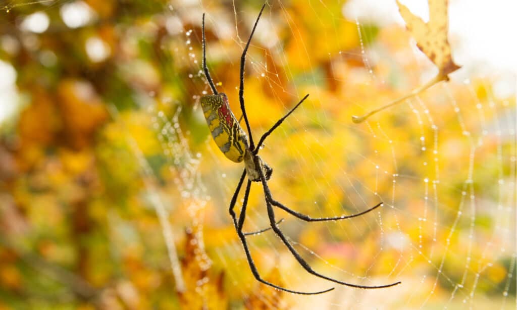Joro Spider on Web