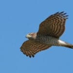 Eurasian Sparrowhawk
