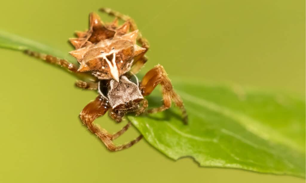 Spiders in Indiana - Star Bellied Orb Weaver Spider