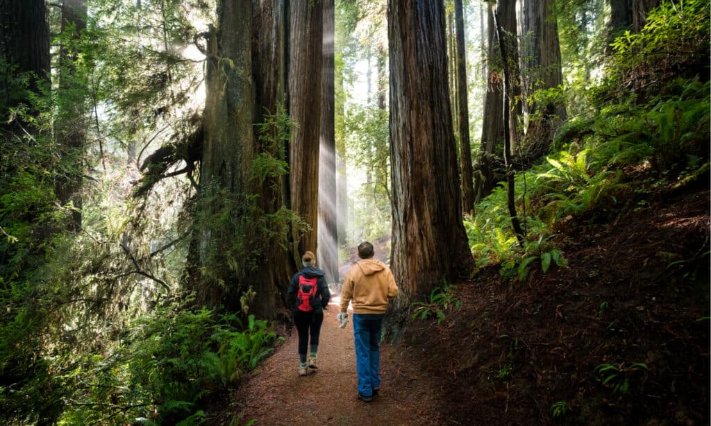 types of redwood trees