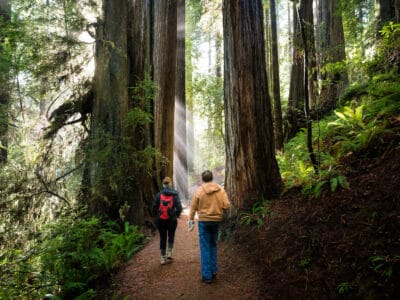 A How Tall Are Redwood Trees?