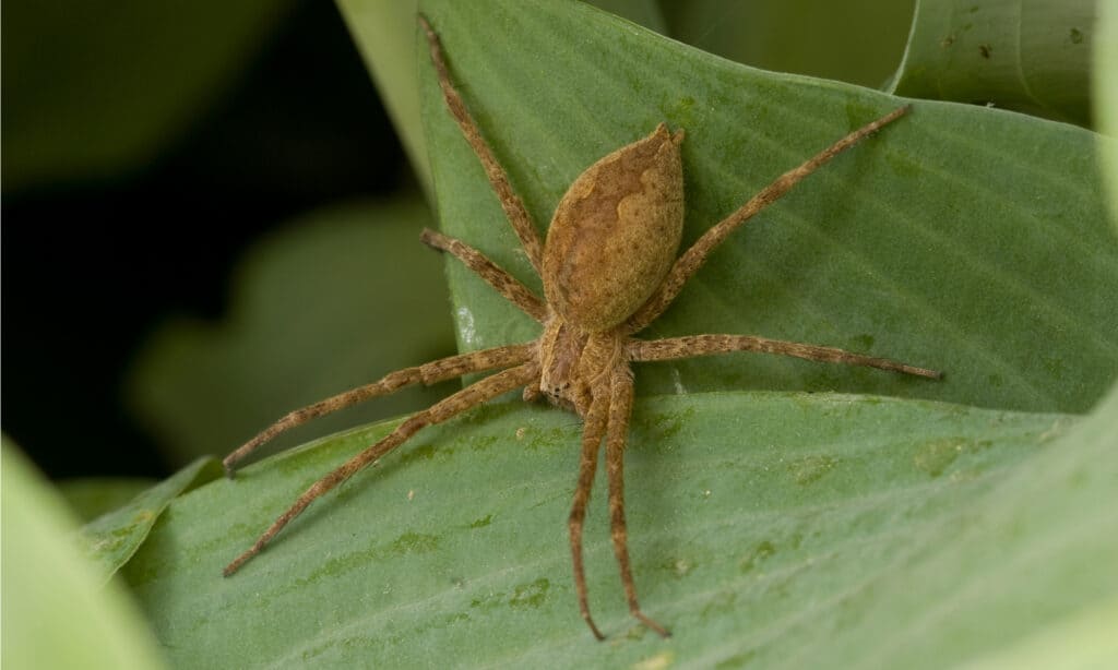 american nursery web spider