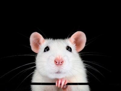A Les meilleures cages pour garder les rats domestiques : 2022 les mieux notées