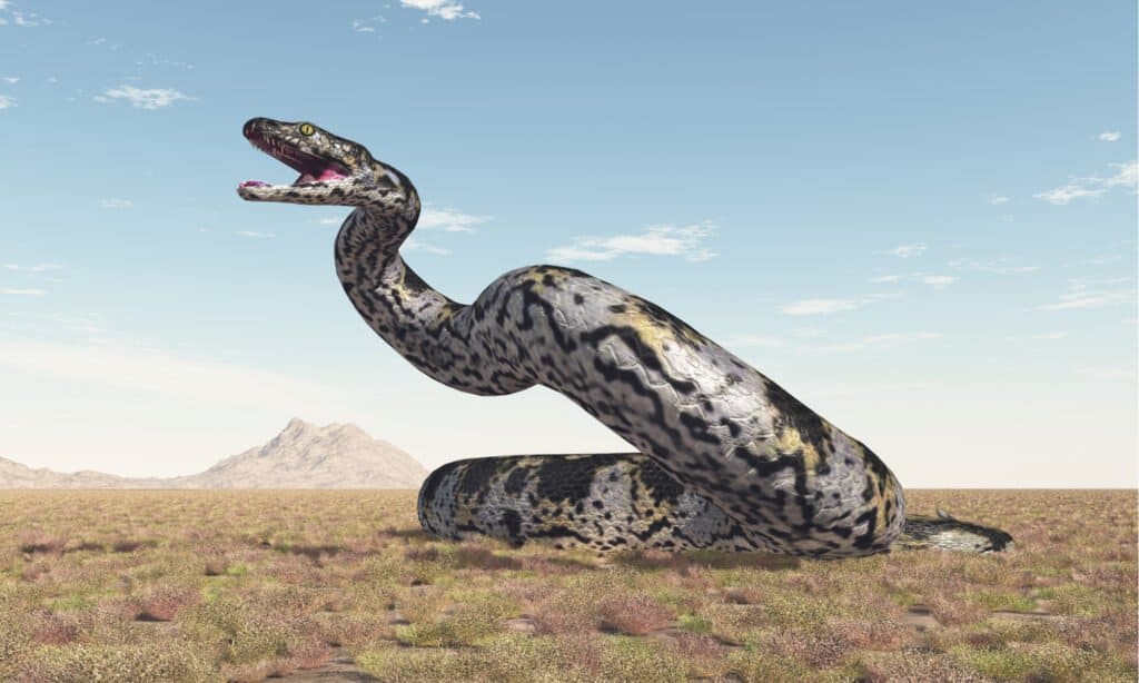 titanoboa size