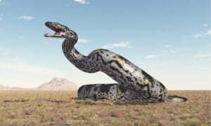 5 Prehistoric Snakes (One Was the Size of a School Bus!) Picture