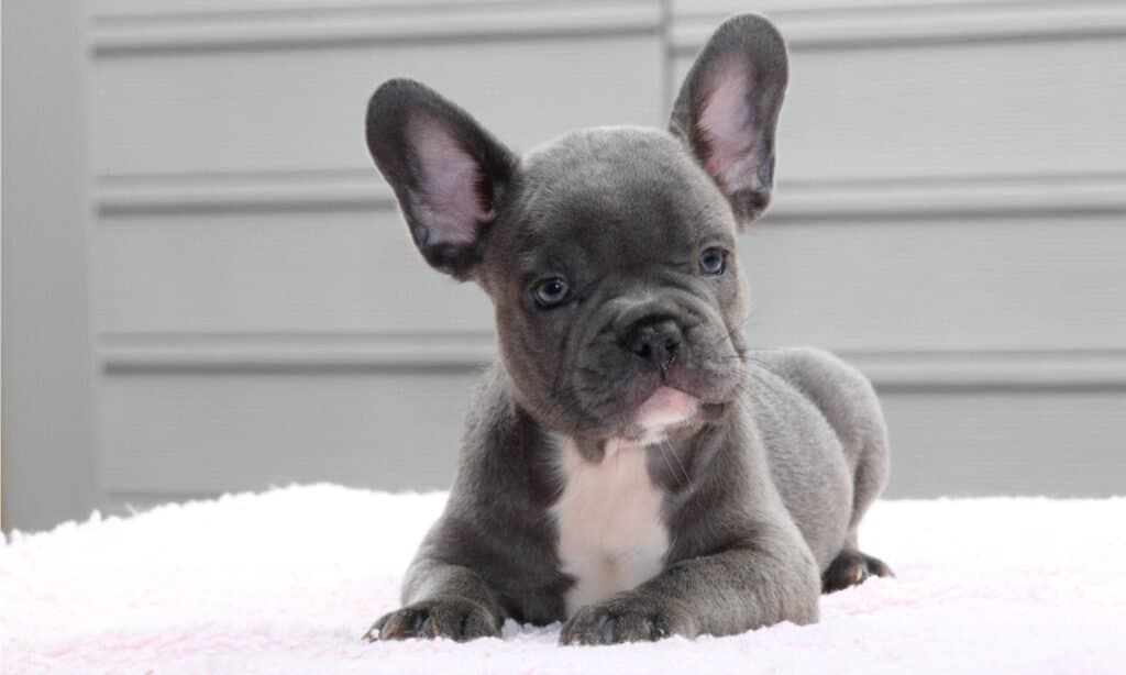 Blue French Bulldog - Sitting