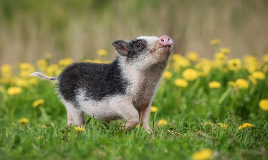 mini pig