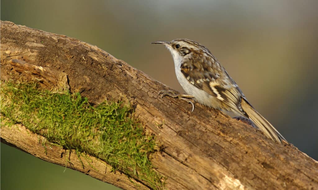 treecreeper