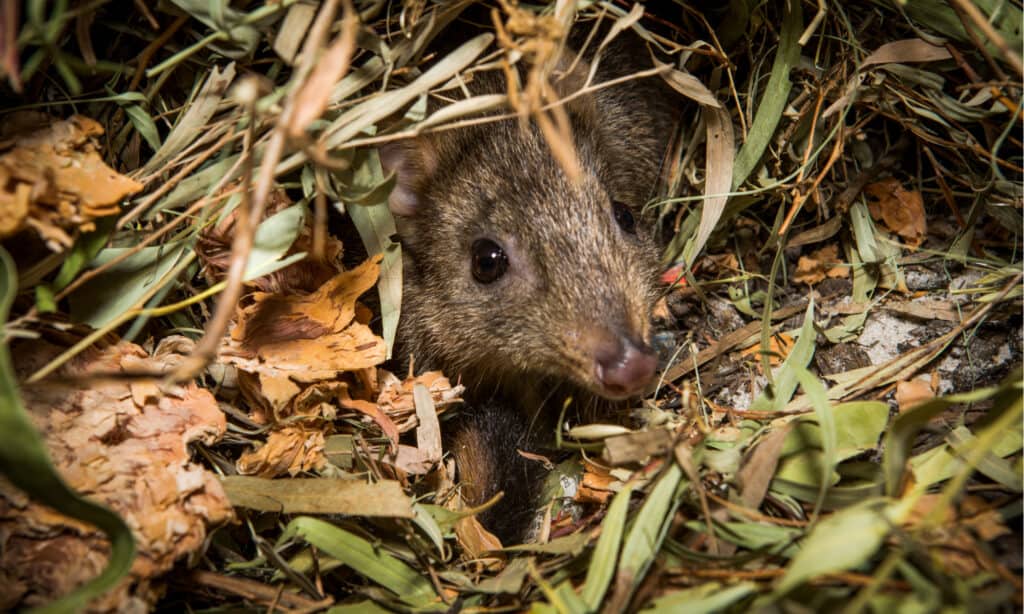 What Do Woylies Eat - Woylie in brush