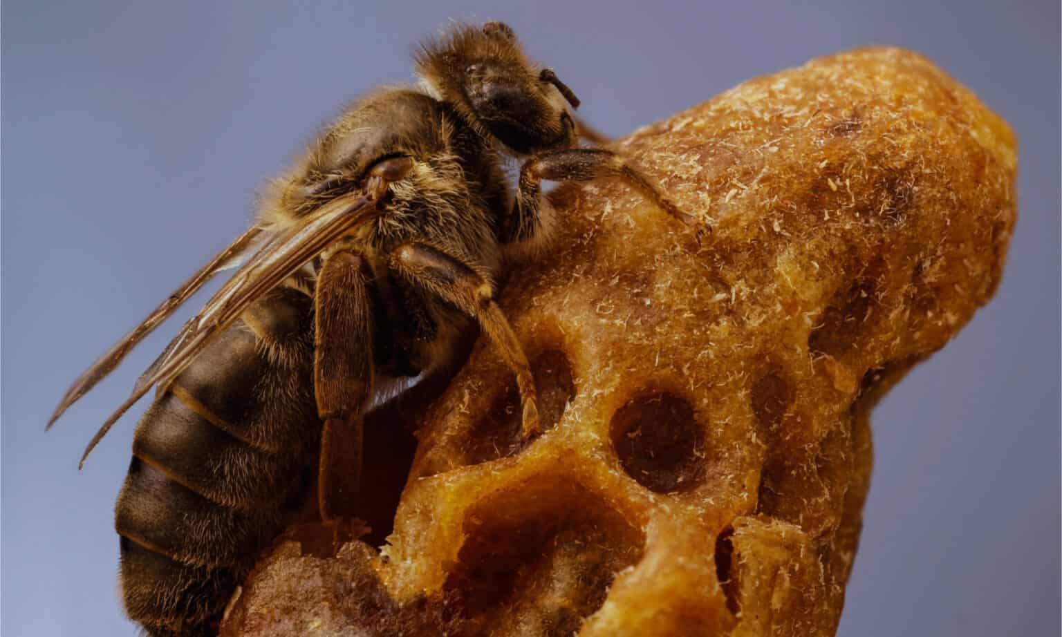Discover Why Bees Kill Their Queen Bee AZ Animals