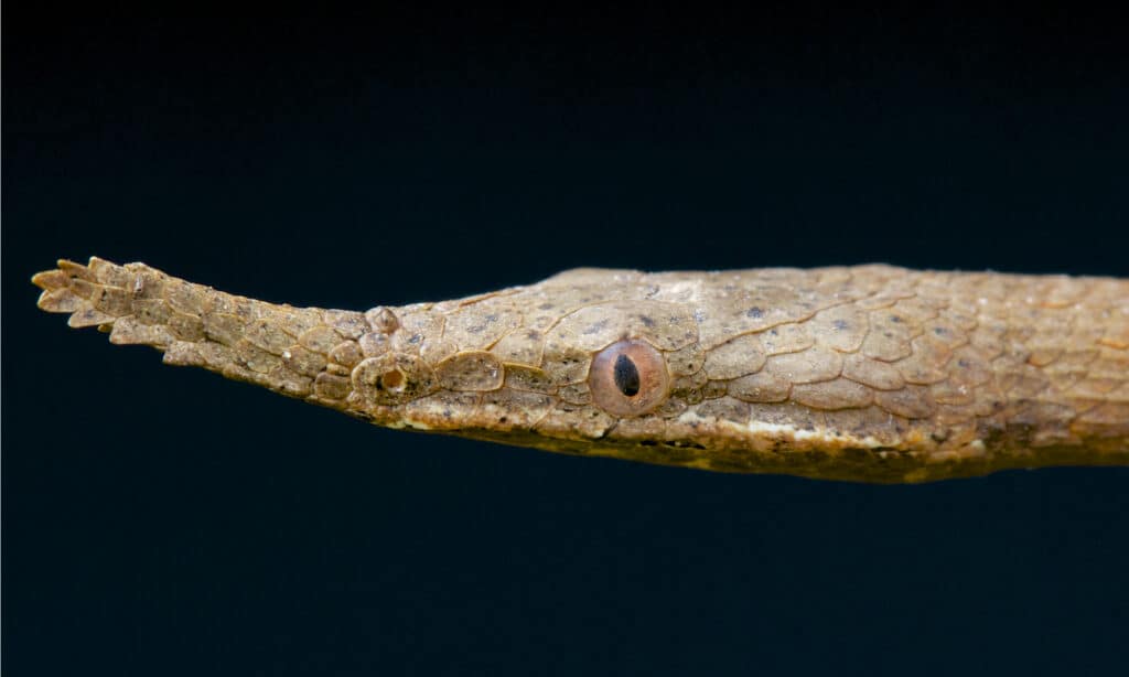 malagasy leaf-nosed snake