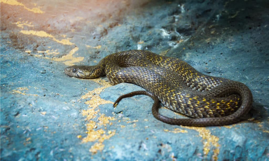 inland taipan bite