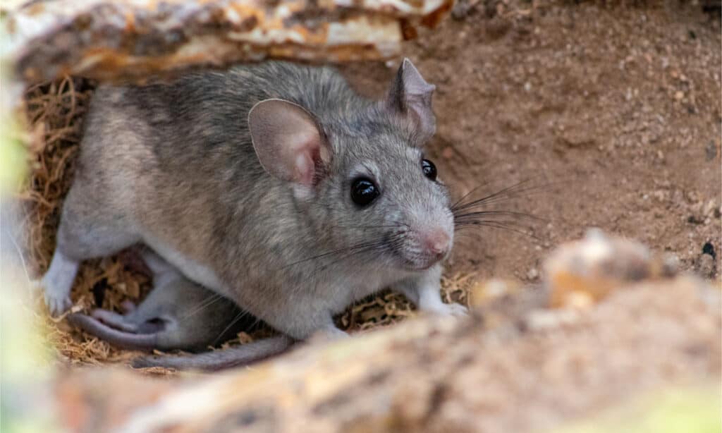 A wild female white throated woodrat
