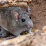 Eastern woodrat