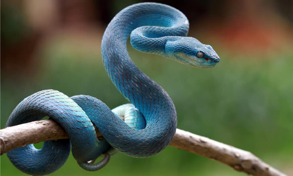 colorful snake