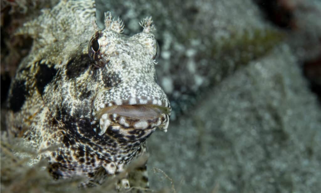 lawnmower blenny