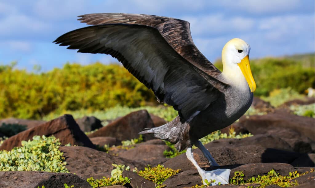 Albatros Vs Martı- Albatros