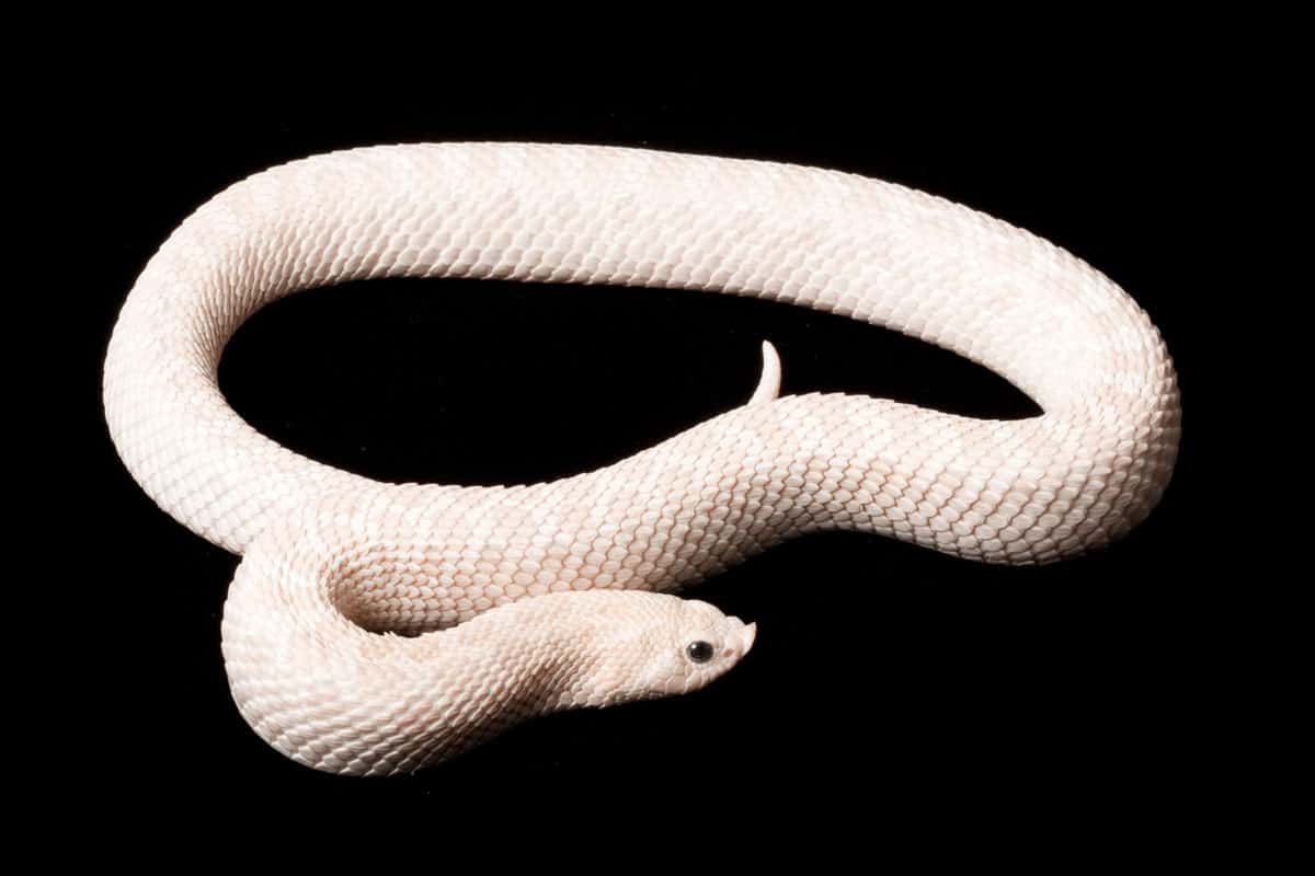 12 Common White Snakes (Pictures, Level of Danger, and More) - A-Z Animals