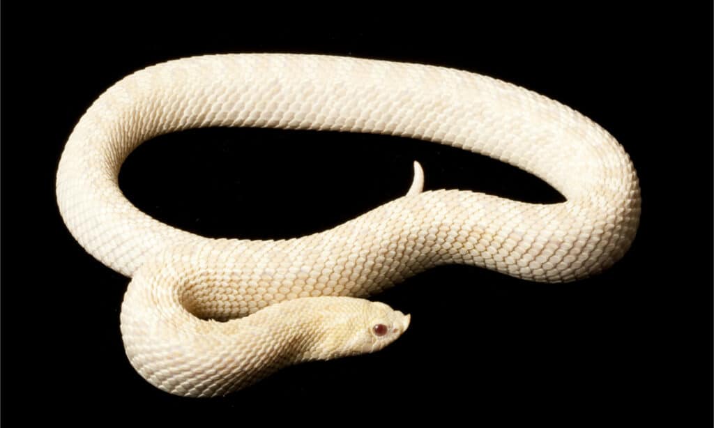 snow hognose snake