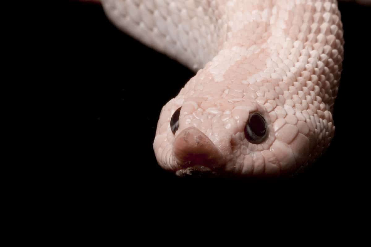 Do Snakes Come Out in The Snow? - AZ Animals