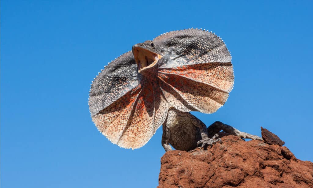 Frilled Lizard on a Rock