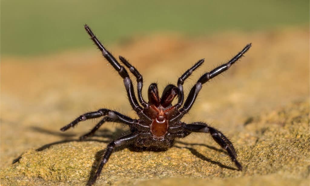 Sydney Funnel Web Spider