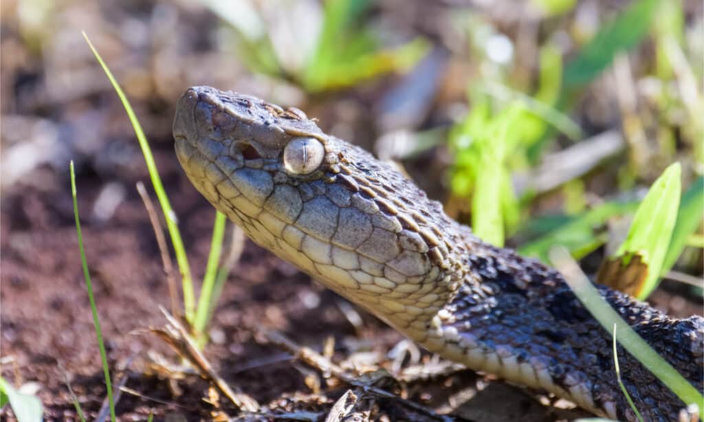 A wild fer-de-lance
