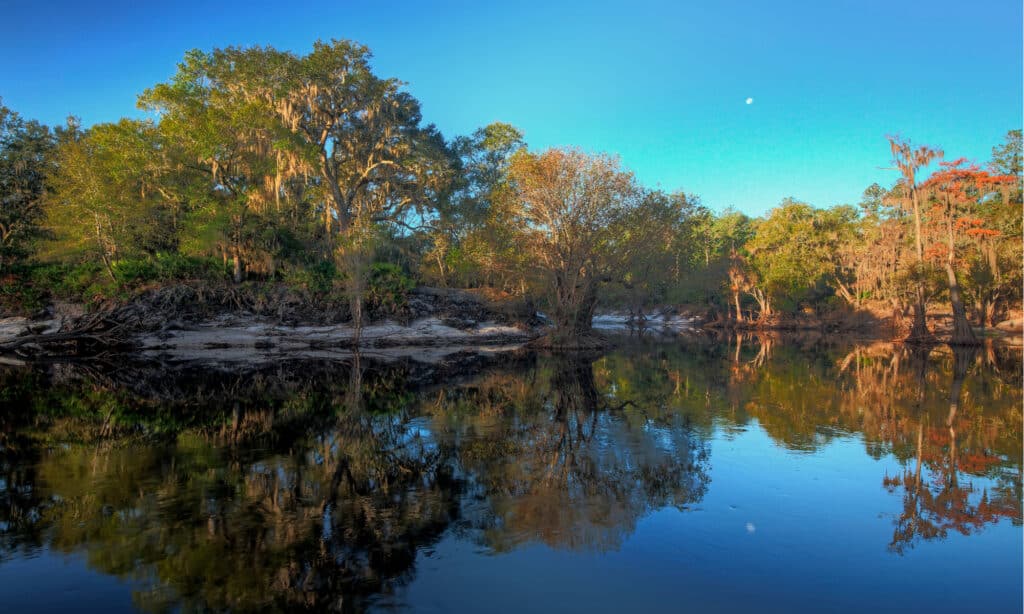 Rivers in Florida - Suwannee River