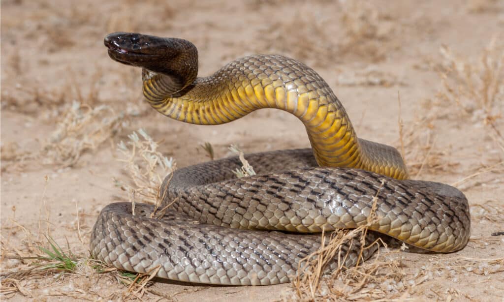 inland taipan bite