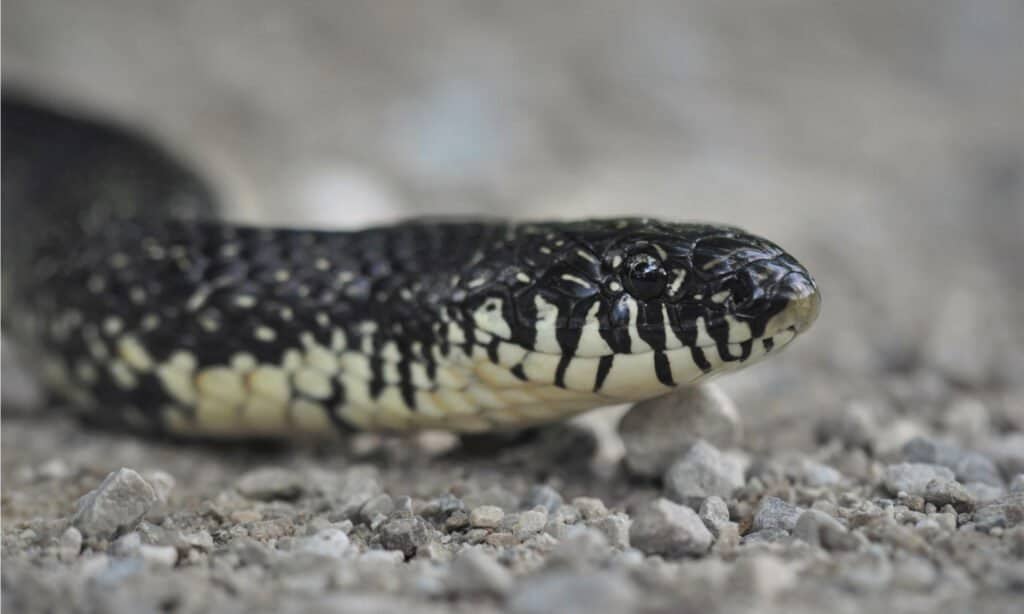 white belly black snake