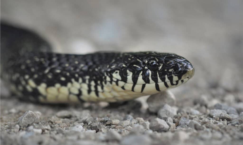 Black Snake with White Belly