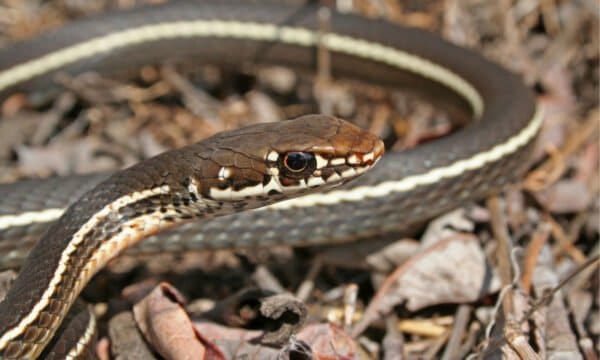 Black Snake With Yellow Stripe: What Could It Be? - A-Z Animals