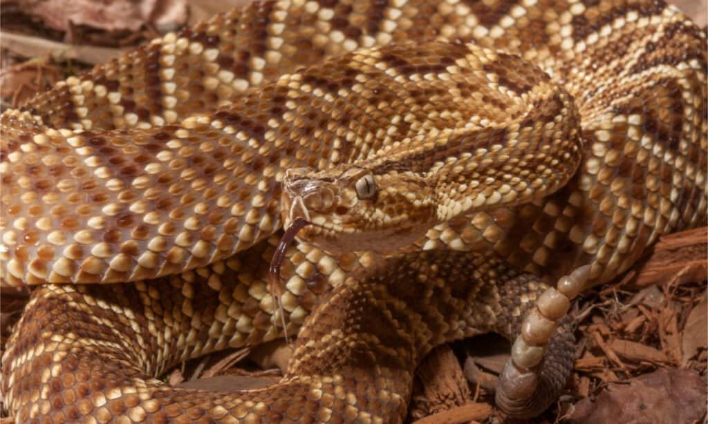 kingsnake vs rattlesnake